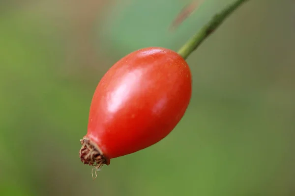 Reife rote Hagebutte — Stockfoto