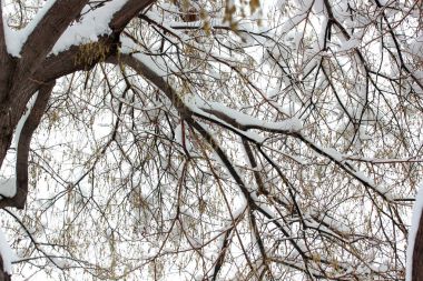 Kış günü karlı ağaç