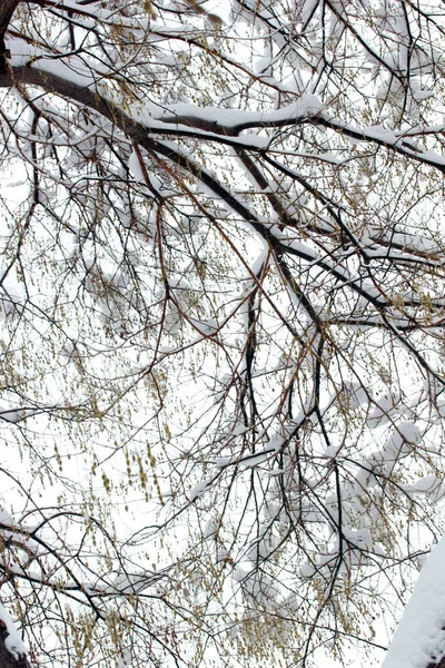 Árbol nevado en el día de invierno — Foto de Stock