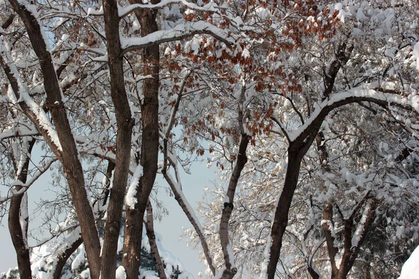 Snowy tree on winter day — Stock Photo, Image