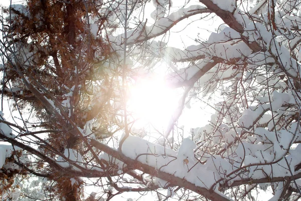 Árbol nevado en el día de invierno — Foto de Stock