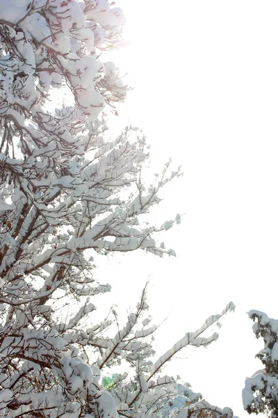 Árbol nevado en el día de invierno — Foto de Stock