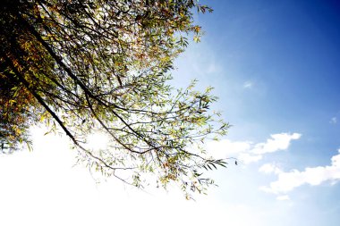 Gökyüzüne doğru büyük söğüt ağacı 