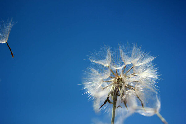 dandelion seeds flying towards the blue sky 