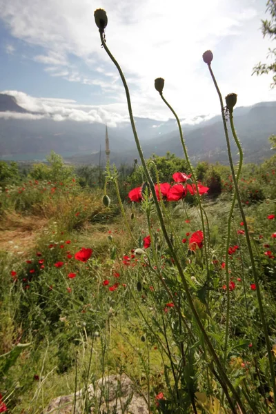 Rode papavers in prachtige natuur — Stockfoto