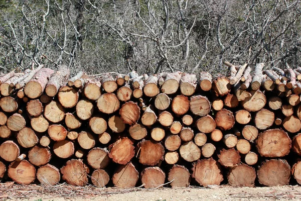 Trä loggar med skog på bakgrund — Stockfoto