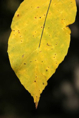 Sarı sonbahar yaprak yakın çekim