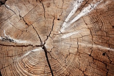 ormandaki Ağaç kesme  