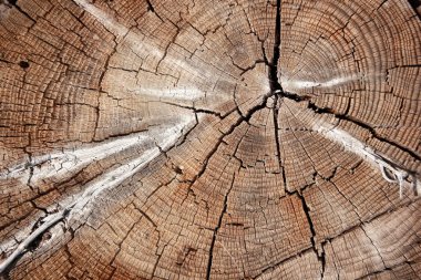 ormandaki Ağaç kesme  