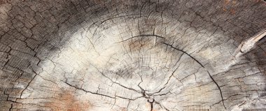 ormandaki Ağaç kesme  