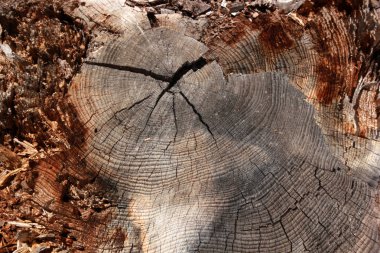 ormandaki Ağaç kesme  