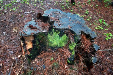 ormandaki Ağaç kesme  