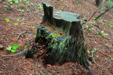 ormandaki Ağaç kesme  