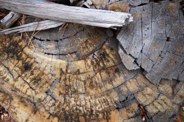 yakın çekim, ağaç gövde arka plan