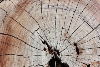 yakın çekim, ağaç gövde arka plan