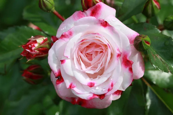 美しい自然の中のバラ — ストック写真