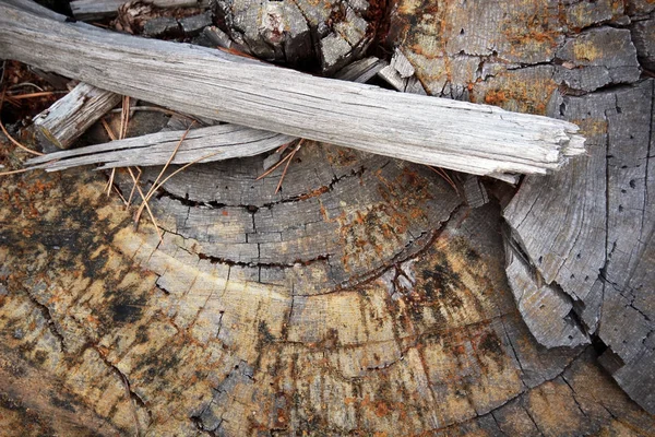Gros plan, fond du tronc d'arbre — Photo