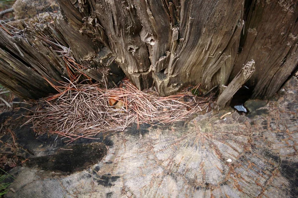 Primer plano, fondo del tronco del árbol — Foto de Stock