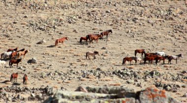 Ücretsiz ve doğada vahşi atları