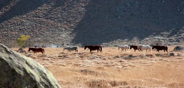 Vrije en wilde paarden in de natuur — Stockfoto