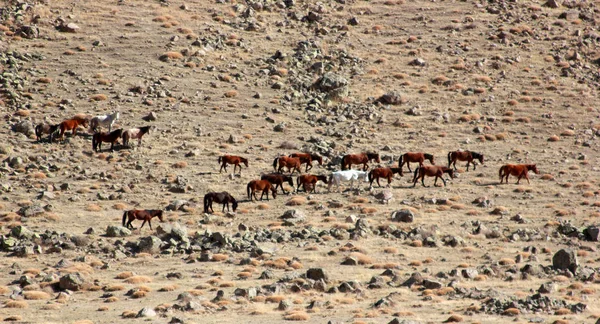 Free and wild horses in nature — Stock Photo, Image