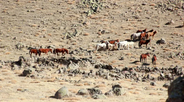 Vrije en wilde paarden in de natuur — Stockfoto