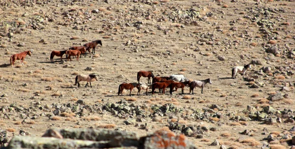 Ücretsiz ve doğada vahşi atları — Stok fotoğraf