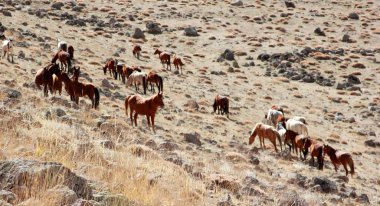 Ücretsiz ve doğada vahşi atları