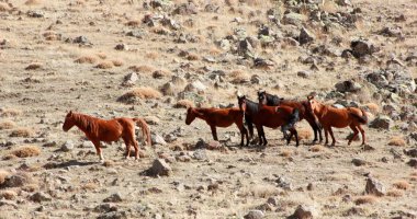 Ücretsiz ve doğada vahşi atları
