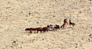 Ücretsiz ve doğada vahşi atları