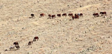 Ücretsiz ve doğada vahşi atları