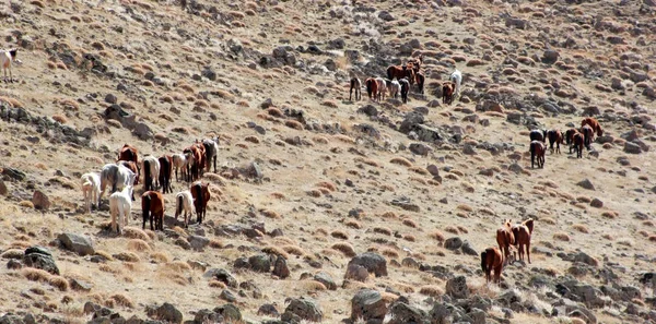 Cavalos livres e selvagens na natureza — Fotografia de Stock