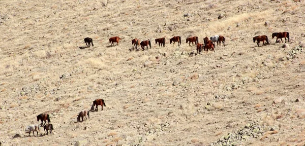 Vrije en wilde paarden in de natuur — Stockfoto