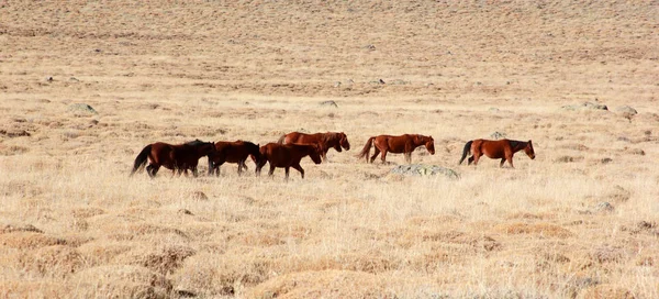 Ücretsiz ve doğada vahşi atları — Stok fotoğraf