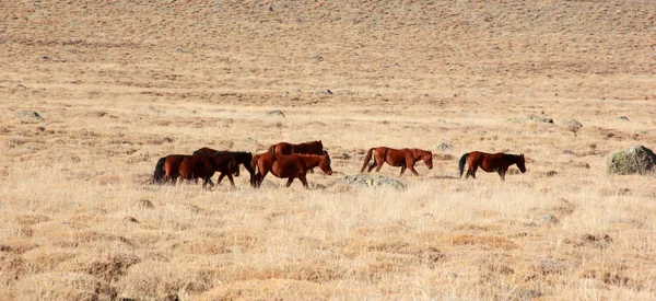 Vrije en wilde paarden in de natuur — Stockfoto