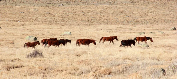 Vrije en wilde paarden in de natuur — Stockfoto