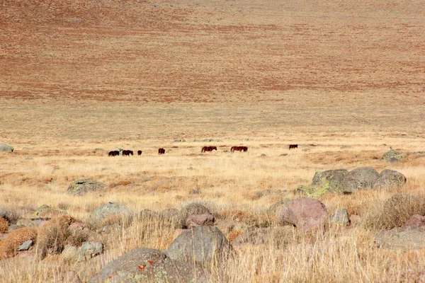 Free and wild horses in nature — Stock Photo, Image