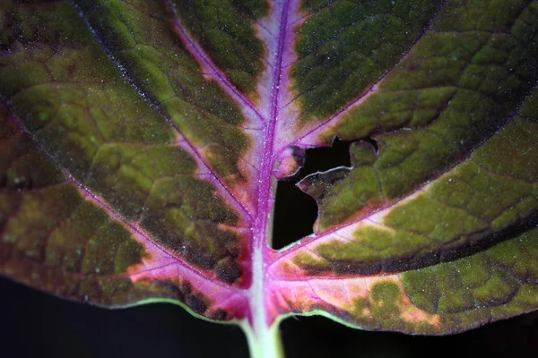 Hem blomma blad närbild — Stockfoto