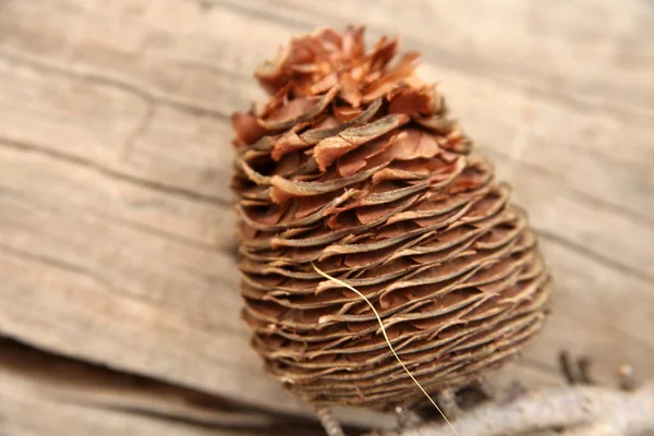 Cône Pin Sur Une Table Bois — Photo