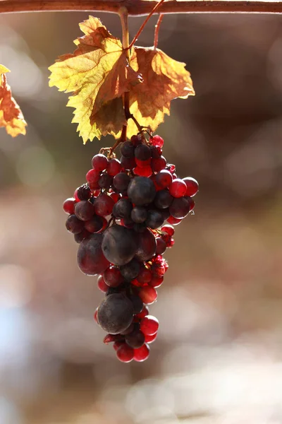 Delicious, grape on the branch — Stock Photo, Image