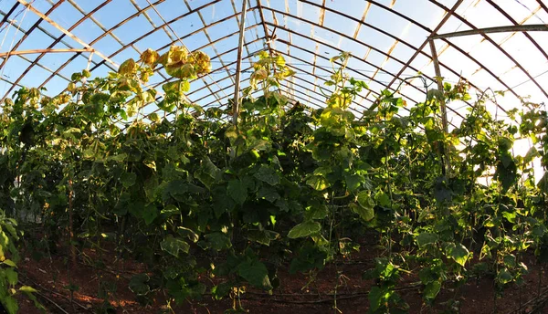 Growing vegetables in the greenhouse — Stock Photo, Image