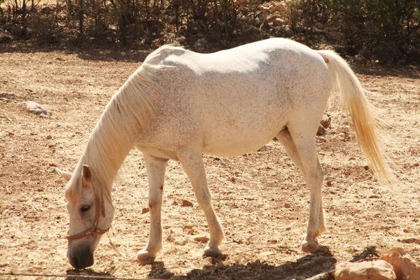 İçinde belgili tanımlık vahşi otlatma at — Stok fotoğraf