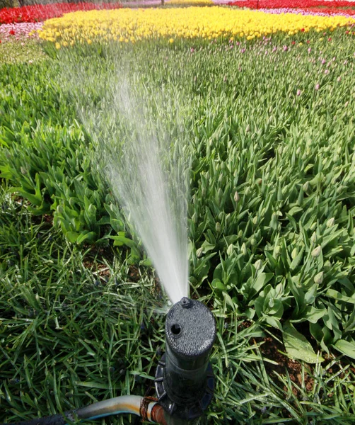 Irrigation Des Tulipes Dans Jardin — Photo