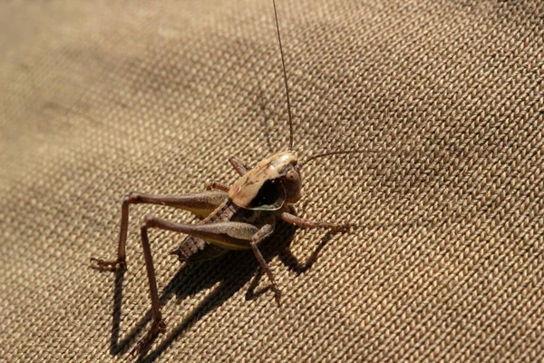 Saltamontes Curiosos Tierra Marrón — Foto de Stock