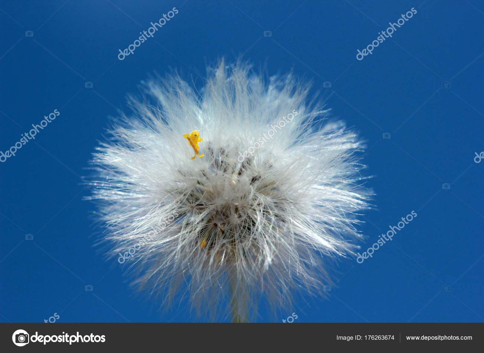 Graine Pissenlit Vers Ciel Bleu Image Libre De Droit Par Reflex Safak C Graine Pissenlit Vers Ciel Bleu Image Libre De Droit Par Reflex Safak C