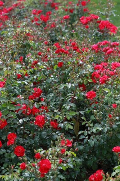 Τριαντάφυλλο Και Τριαντάφυλλο Μπουμπούκια — Φωτογραφία Αρχείου