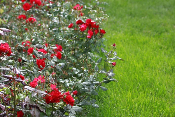 Beautiful Lush Back Yard Rose Garden — Stock Photo, Image