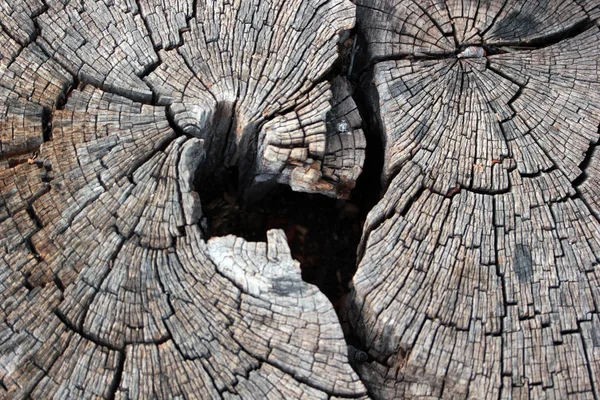 Querschnitt Durch Den Baum — Stockfoto