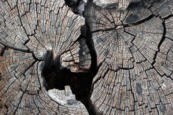 Querschnitt Durch Den Baum — Stockfoto