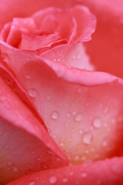 Pembe gül ve su damlası